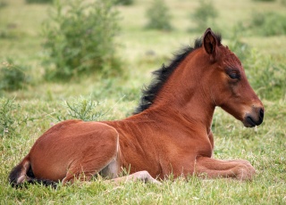 Foal in pasture (photo)