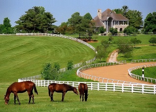 Horse farm (photo)