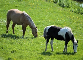 Horses grazing in field (photo)